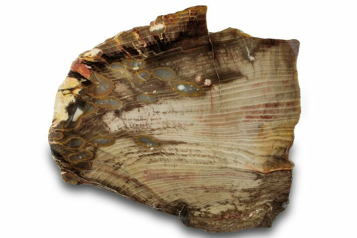 Petrified Peanut Wood Slab - Australia #260782